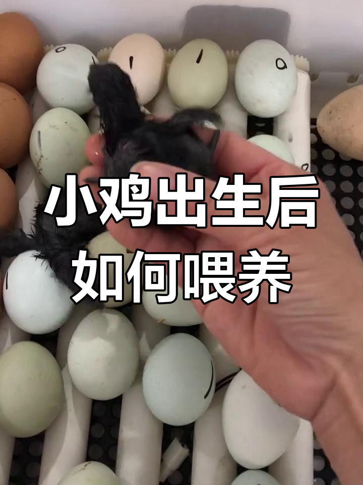 小鸡出壳后12小时喂水,注意这些细节让它更健康