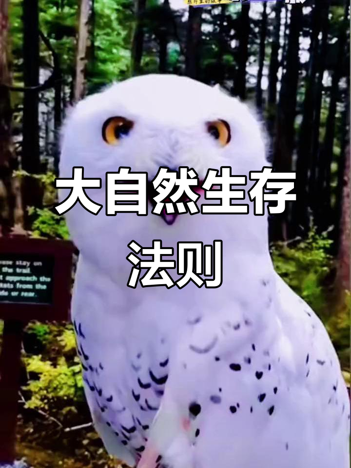 猫头鹰与人类和谐共处,大自然法则尽显弱肉强食
