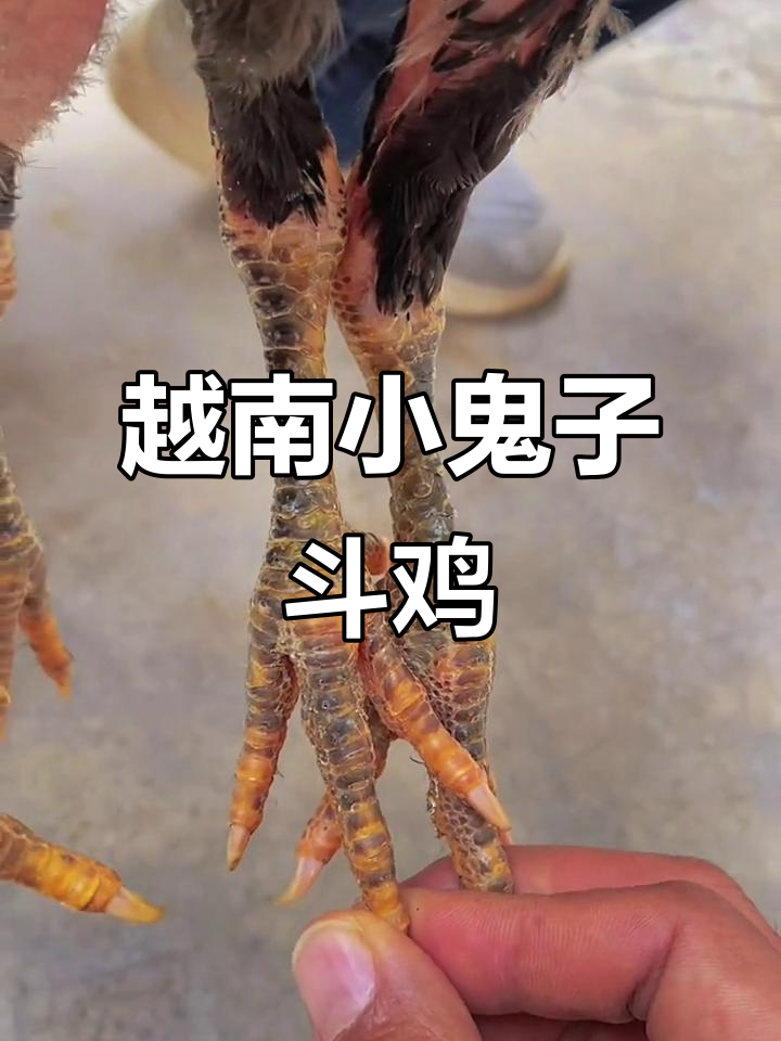 一对越南独麟小鬼子斗鸡，激烈争锋让人捧腹