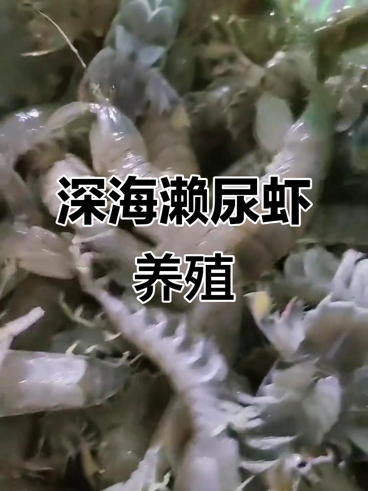 深海濑尿虾与皮皮虾的秘密,水产养殖揭秘