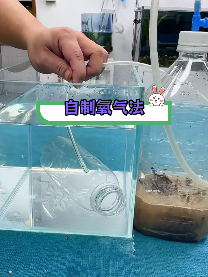 制作氧气瓶,轻松养鱼