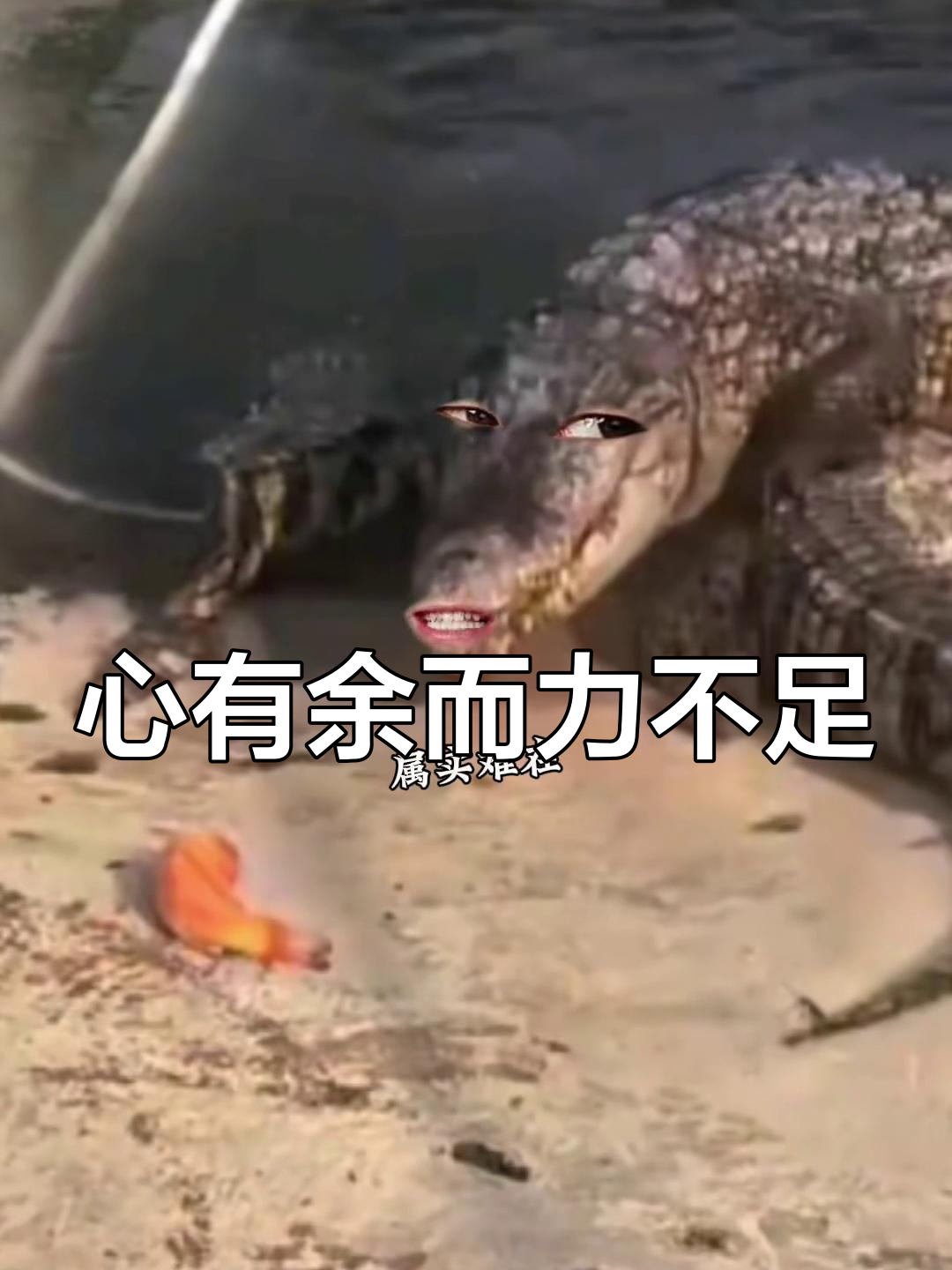 明明有鱼却力不从心,动物迷惑行为大赏