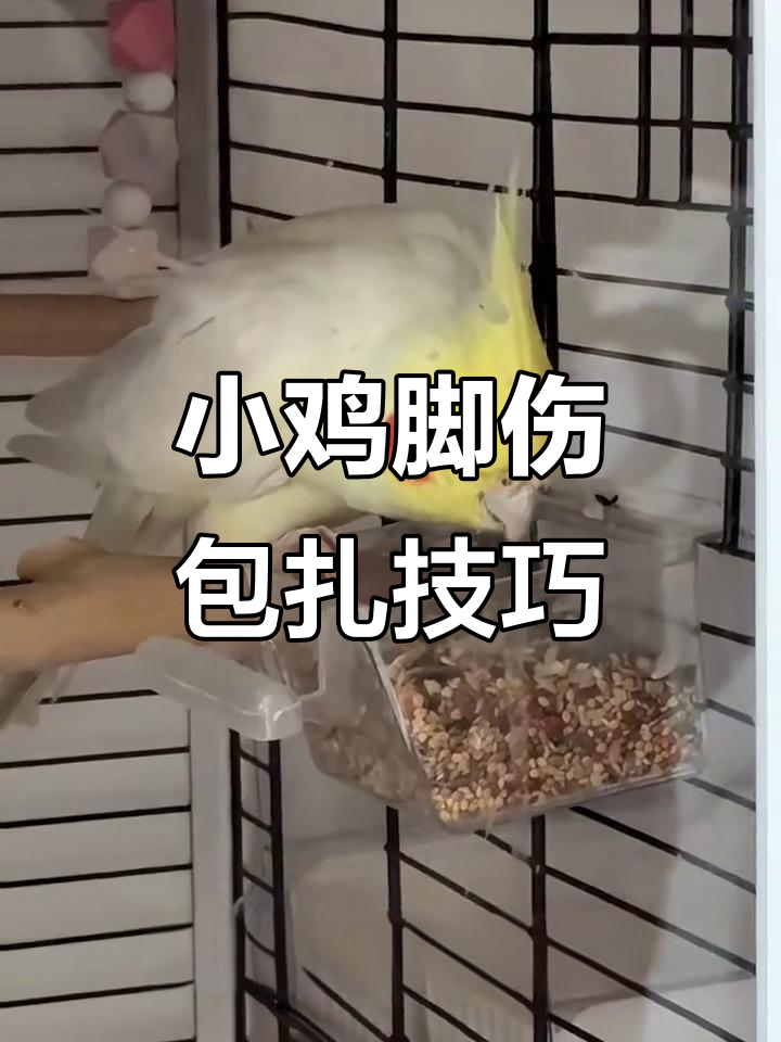 小鸡脚趾受伤包扎全攻略，教你如何处理伤口