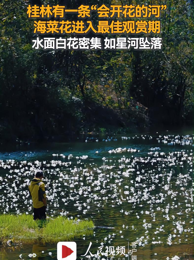 桂林有条“会开花的河”,海菜花进入最佳观赏期,水面白花密集如星河坠落