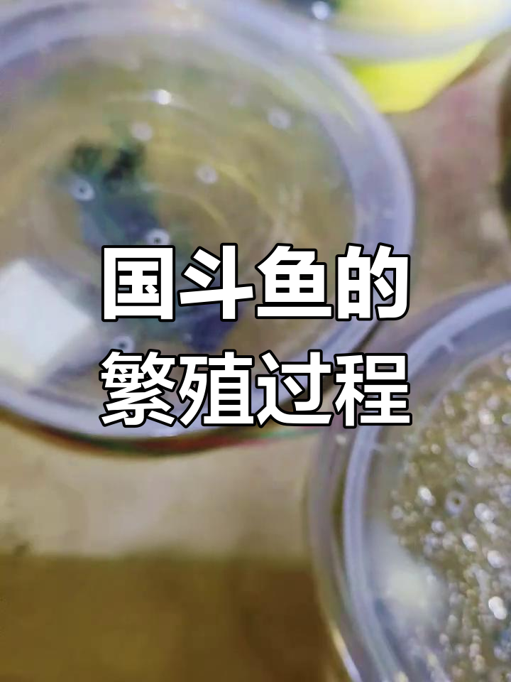 国斗鱼繁殖揭秘:一公一母如何产卵?