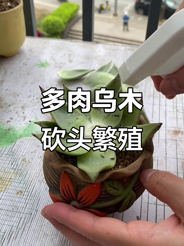 乌木砍头繁殖技巧，轻松学会多肉植物快速爆仔