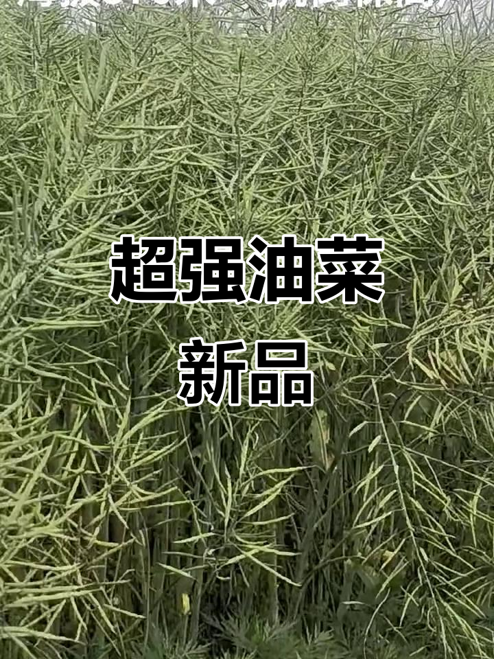 油菜新品种大揭秘,杆硬如铁,表现惊人