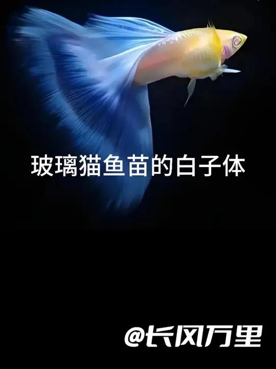 玻璃猫孔雀鱼的鱼苗,为啥会有白子体?