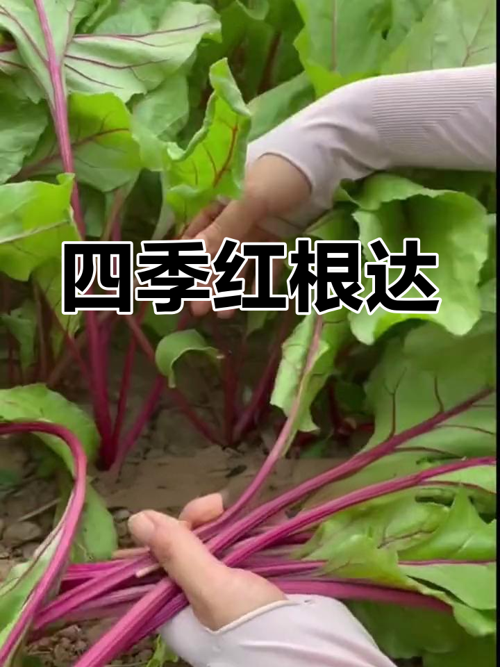 红根达菜四季常新,摘了又长,秋季也能继续享用!
