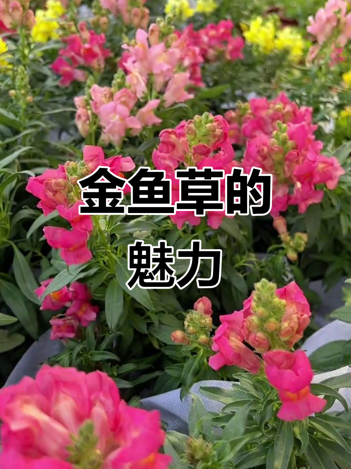 金鱼草:寓意深远的龙头花,花朵独特香气淡雅