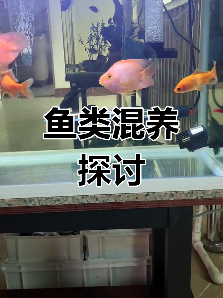 混养招财、罗汉与鹦鹉鱼,清道夫能共处吗?