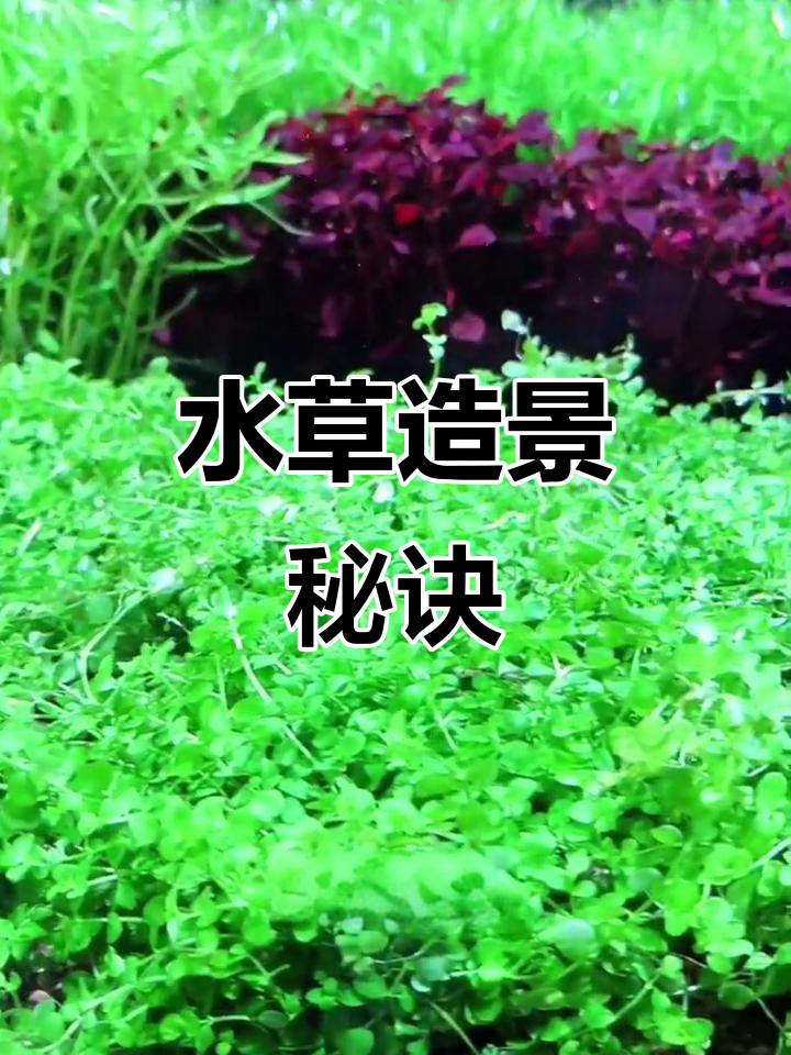 趴地矮珍珠,轻松打造鱼缸绿意盎然的草坪