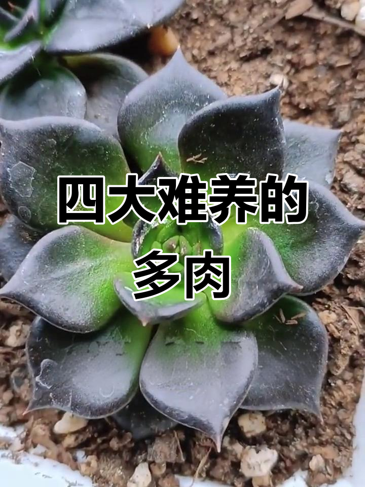 这四种多肉最难养,新手千万别碰!