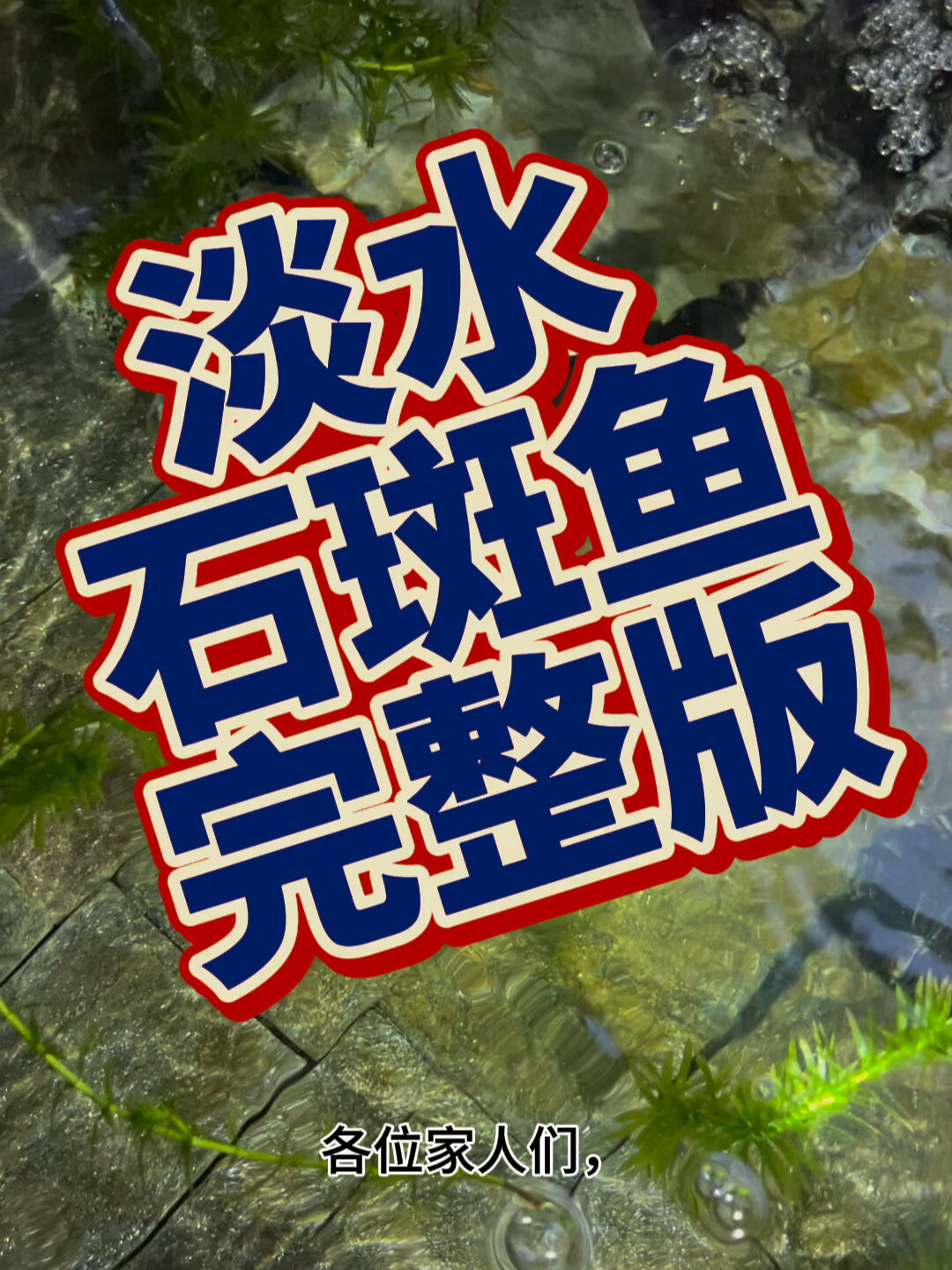 淡水石斑鱼完整版 石斑鱼 鲨鱼 养鱼日记