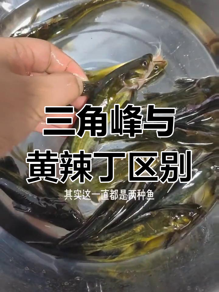 三角峰和黄辣丁到底有啥不同?重庆泡椒鱼揭秘