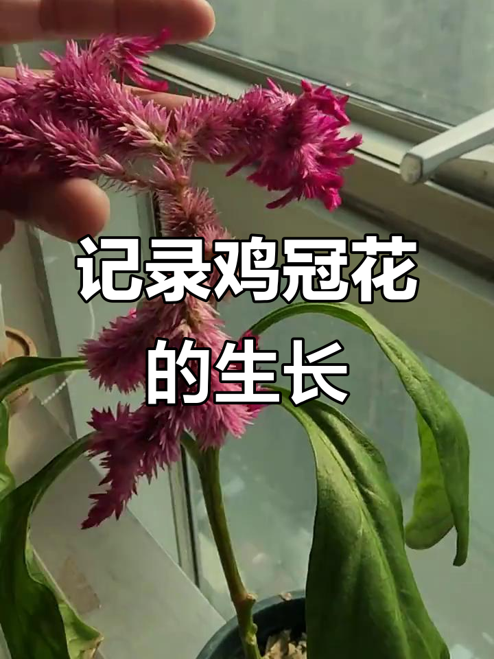 鸡冠花成长记:从种子到盛开的美丽过程