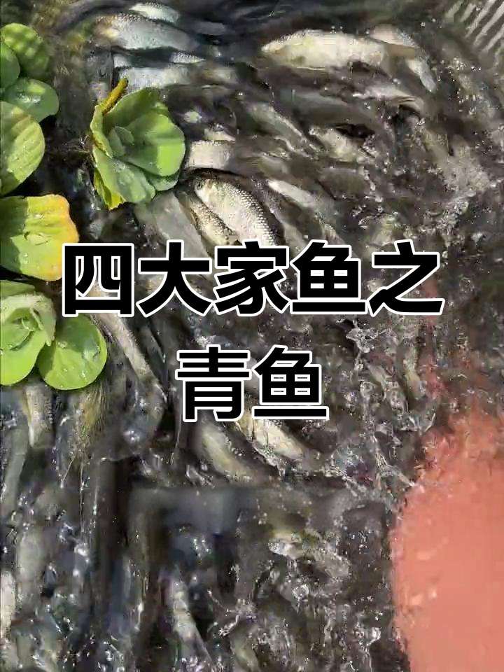 青鱼喜食螺蛳,体型庞大,是四大家鱼的代表