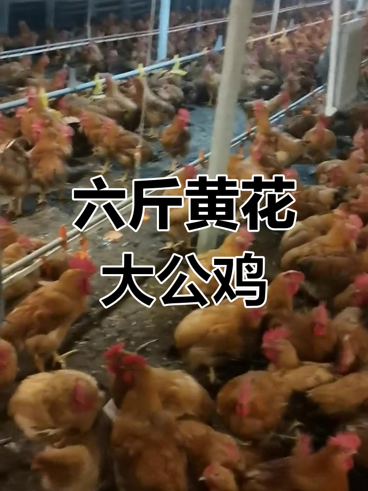 黄花大公鸡即将上市,六斤左右生态散养土鸡等你尝