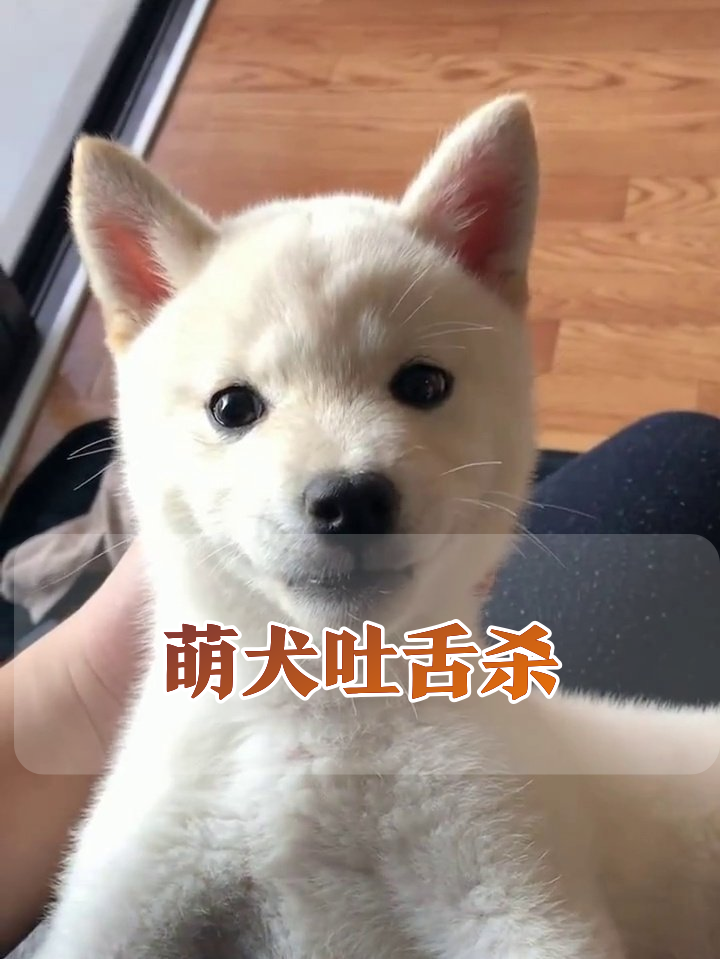 小白狗花式吐舌卖萌,每帧都是表情包!