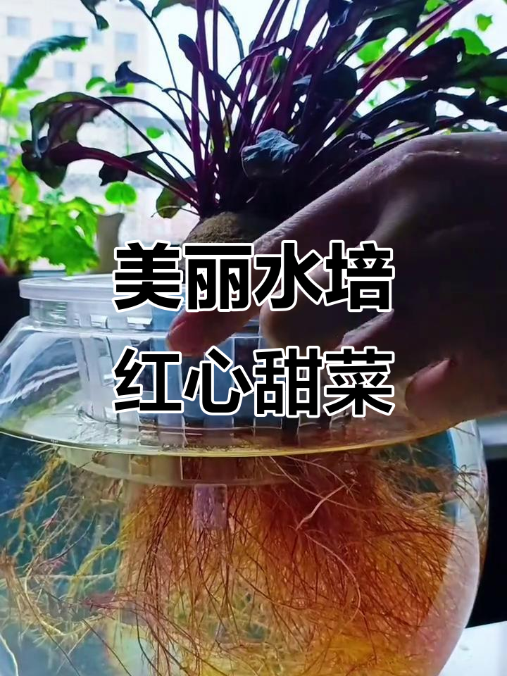 水培红心甜菜根系太美,彩色的根须让人惊艳
