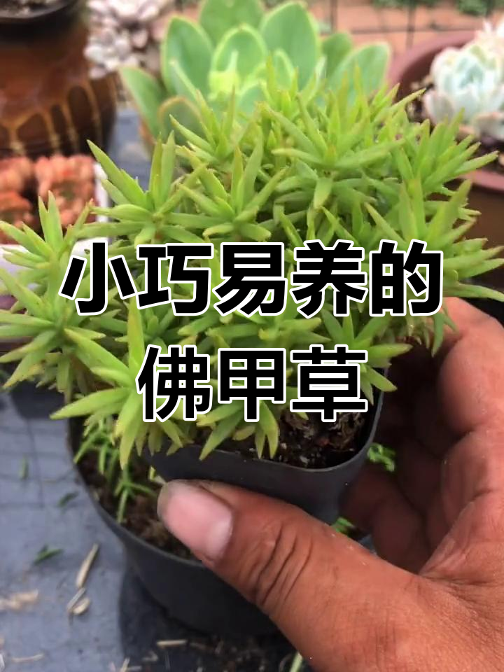 佛甲草轻松爆盆,小多肉养护全攻略