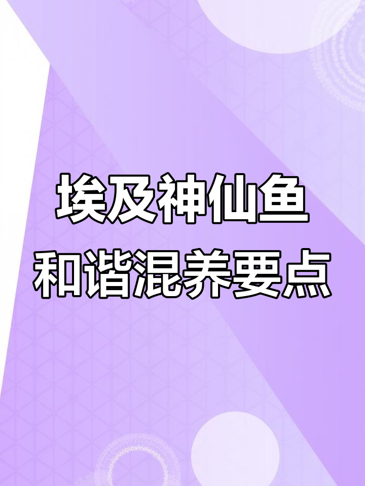 埃及神仙鱼混养技巧:注意这两点,避免冲突