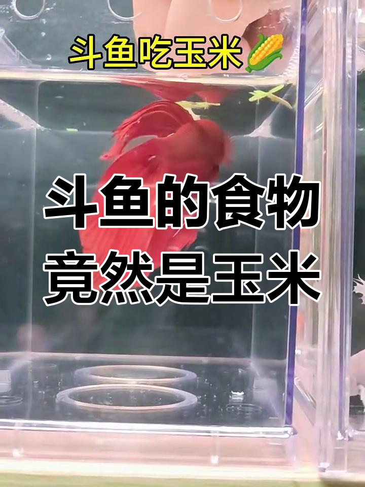 斗鱼竟然吃玉米,真是个吃货!