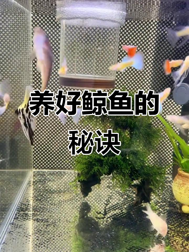 鲸鱼养殖不再难,掌握这12个技巧让它们健康长寿