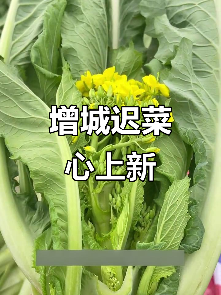 冬季必备!增城迟菜心新鲜上市,清甜嫩滑等你尝