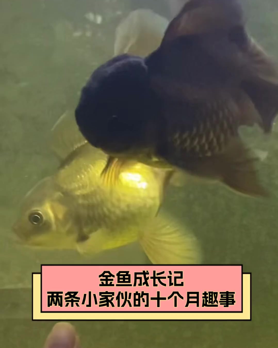 金鱼成长记,两条小家伙的十个月趣事