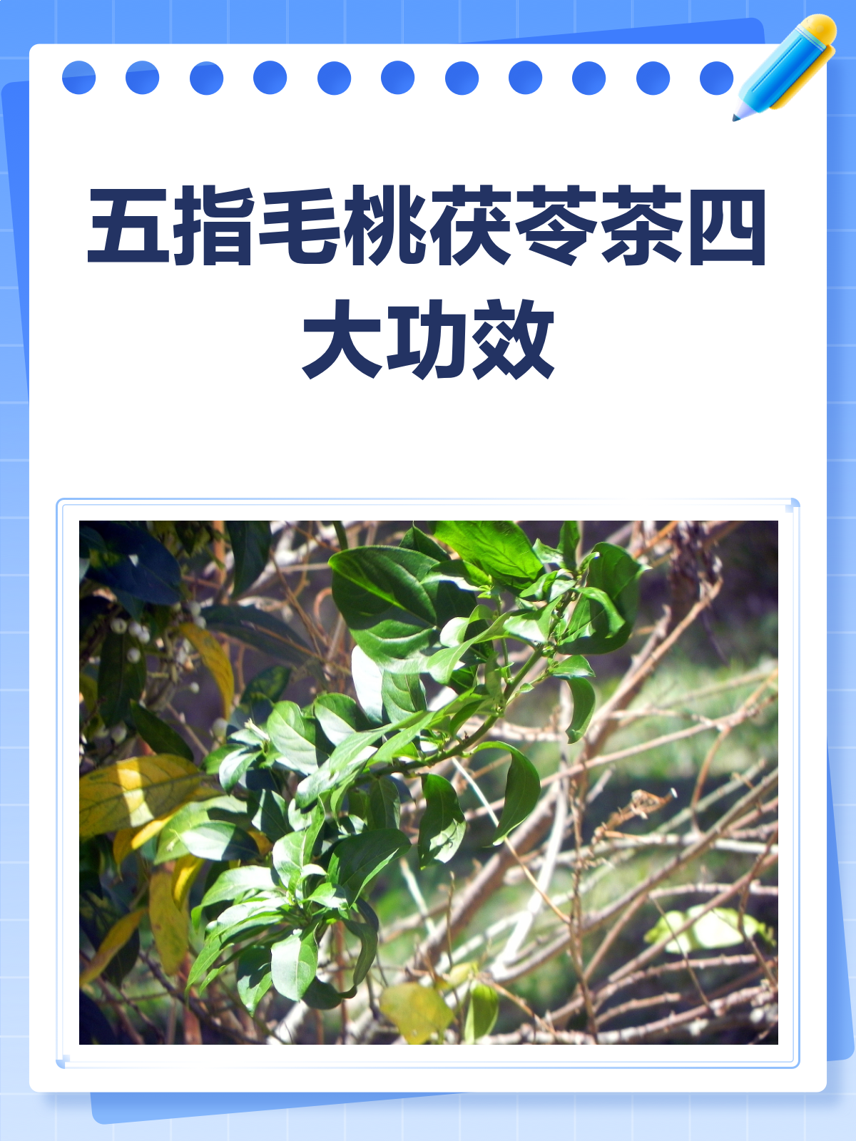 五指毛桃茯苓茶,养生新宠儿来啦!