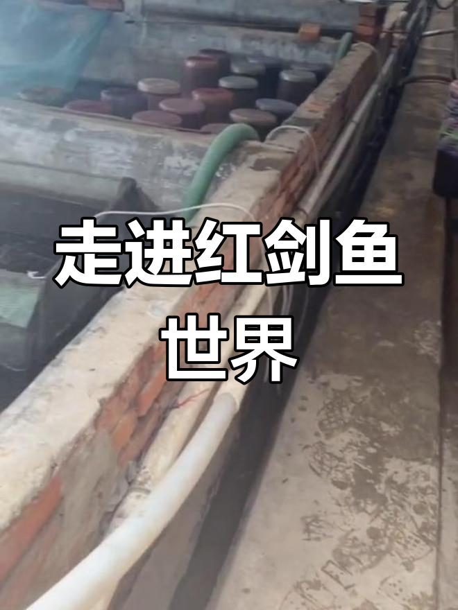 红箭鱼养殖场全揭秘,稀有品种大曝光