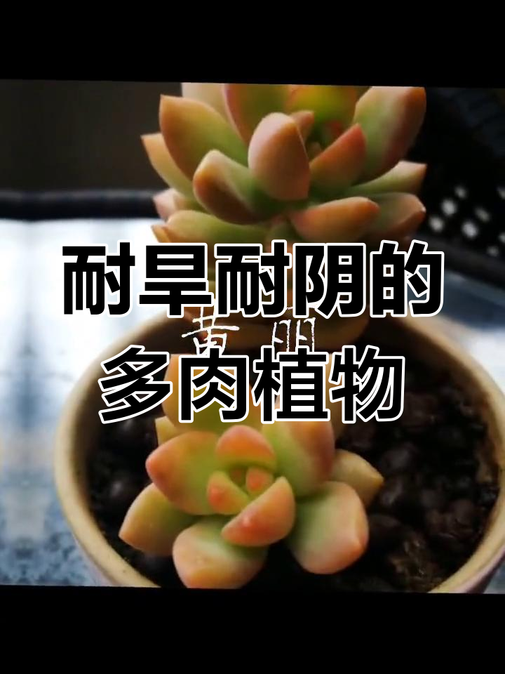 黄丽多肉:简单养护,增添居室色彩