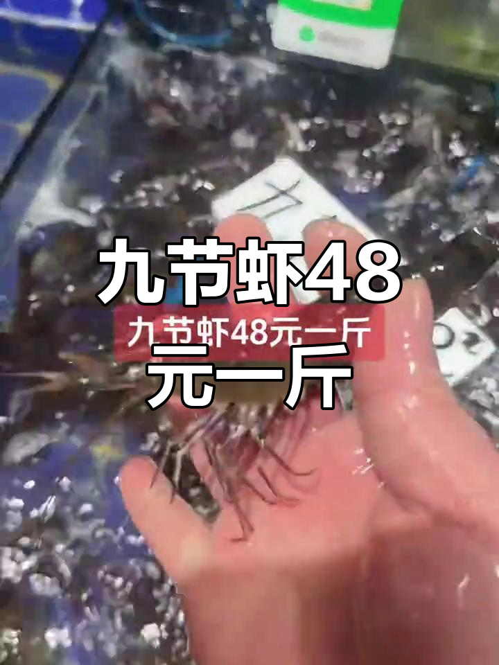 九节虾价格惊人,48元一斤超亮!