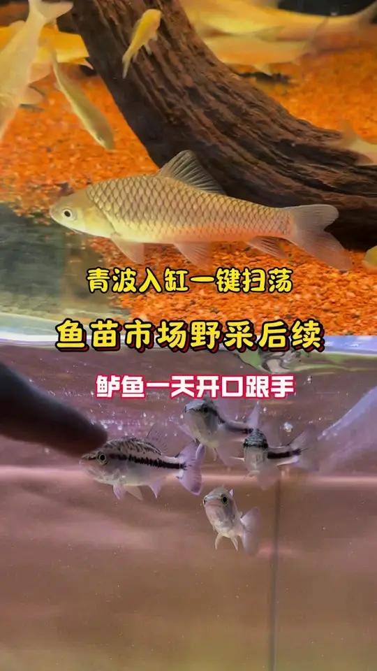 鱼苗市场野采后续,赠送的草鱼真实身份竟是青波