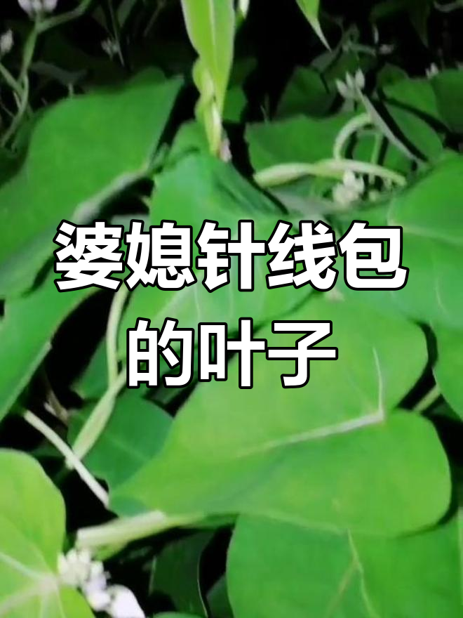萝藦科婆婆针线包:叶耳与心形叶片的秘密