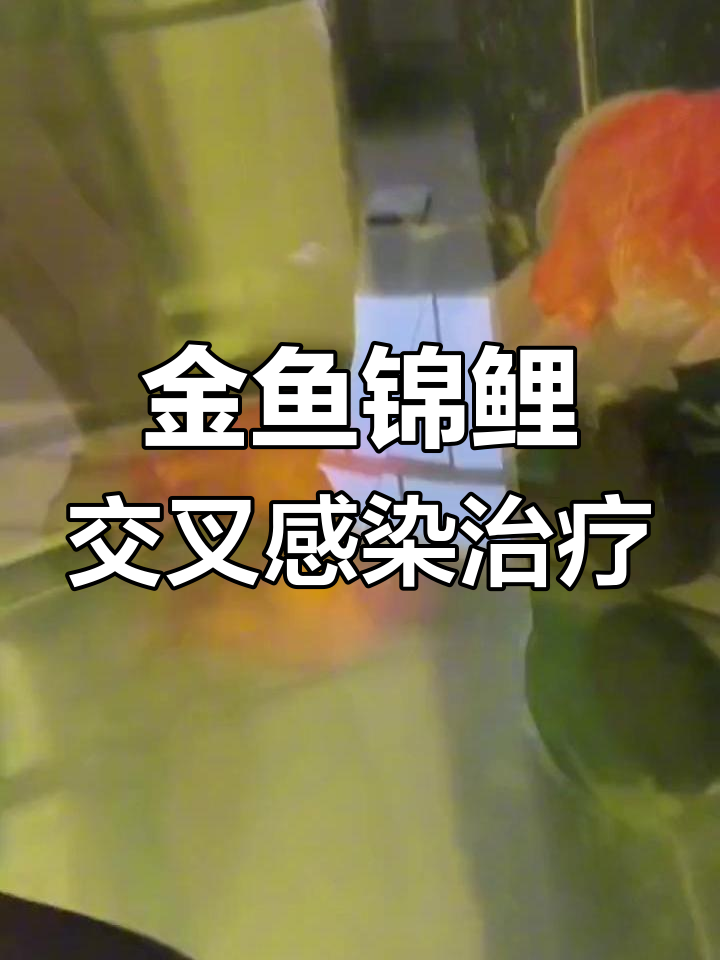 锦鲤金鱼交叉感染治愈全过程,药物使用与状态变化详解