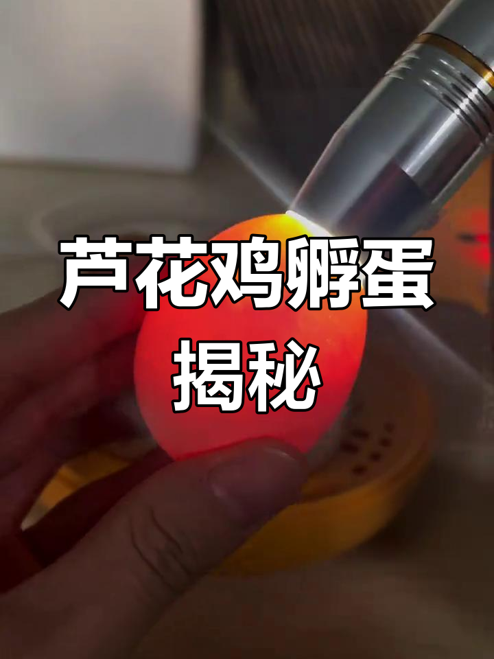 芦花鸡孵化全过程,简单又有趣!
