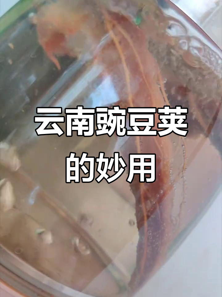 云南豌豆荚:补钙又解暑,美味水煮喝不停