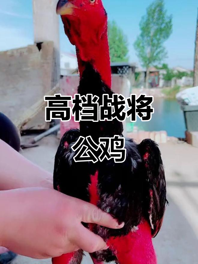 脚带花斑,身形完美的高档斗鸡,钢板打穿更显霸气