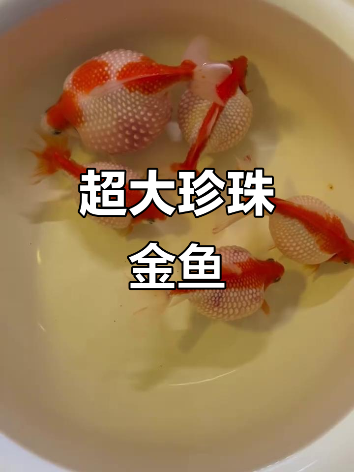 超大珍珠金鱼，超震撼观赏体验