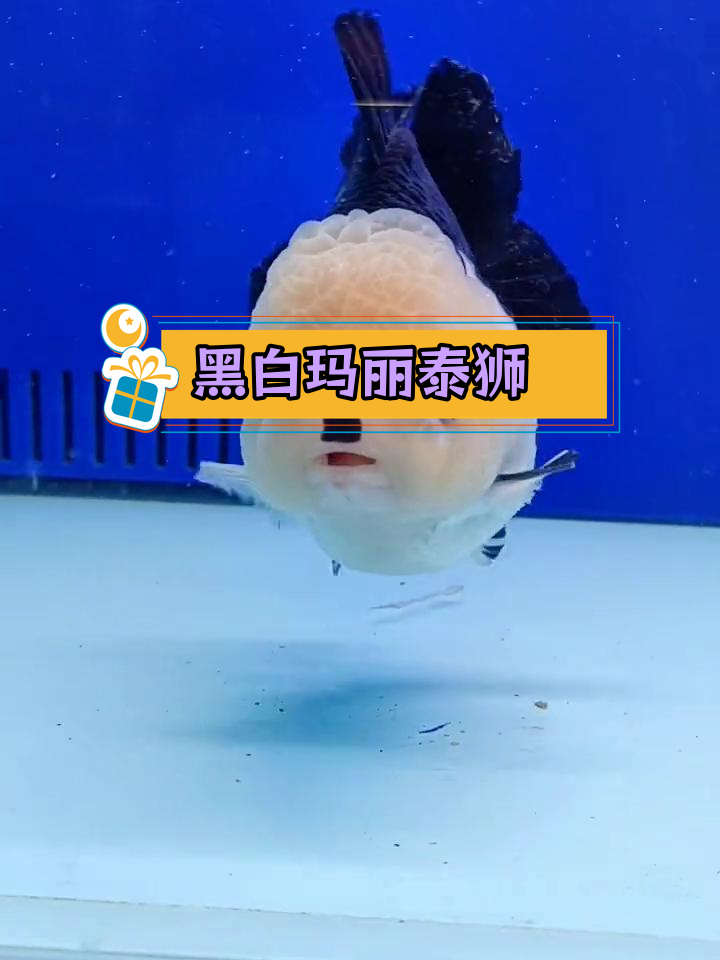 黑白玛丽泰狮与兰寿金鱼