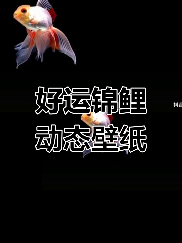 动态壁纸:金鱼带来好运
