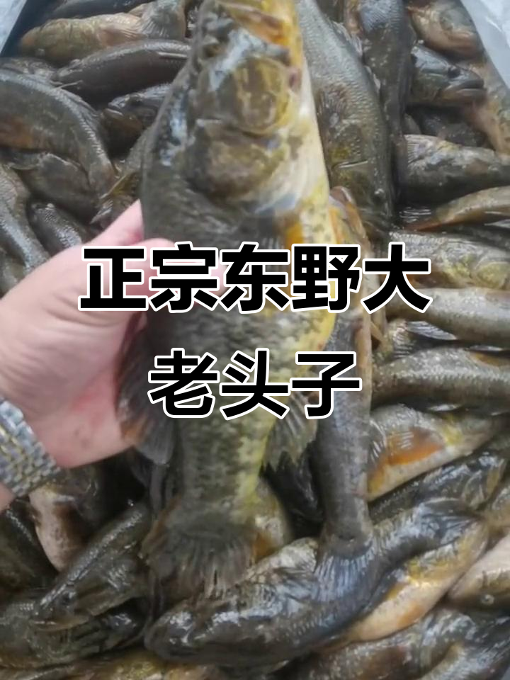 东北野生大老头鱼,超豪橫!称重瞬间让人震惊