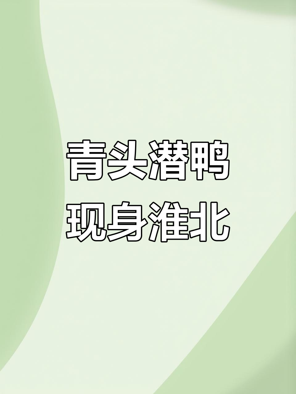 全球濒危青头潜鸭现身淮北绿金湖,珍稀动物惊现美景