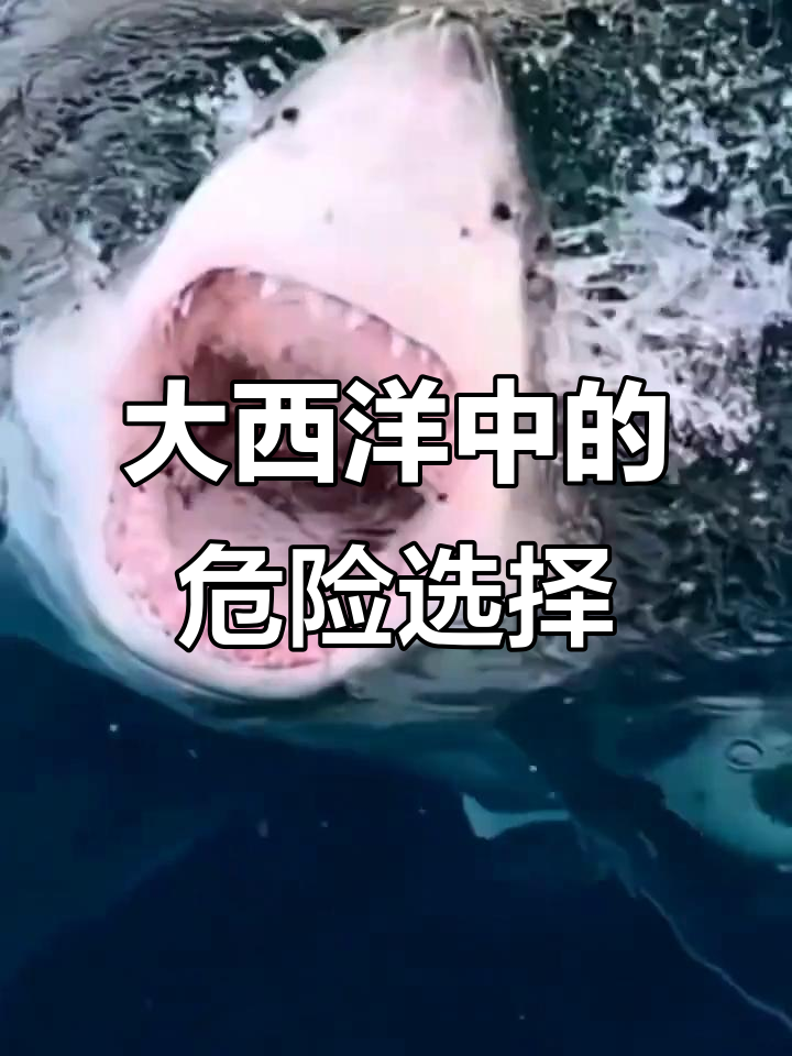 日本人掉进大西洋,哪种生物最可怕?美人鱼、尖嘴鱼还是鲨鱼?