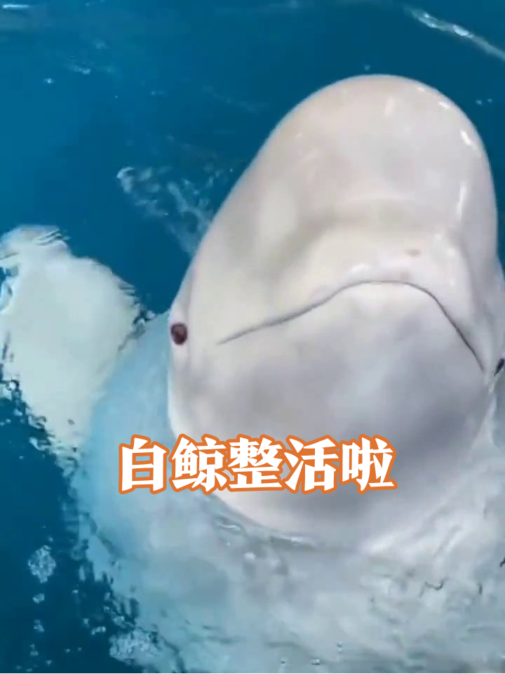 白鲸在线表演表情包!张嘴瞬间萌化,甩头甩出水花舞