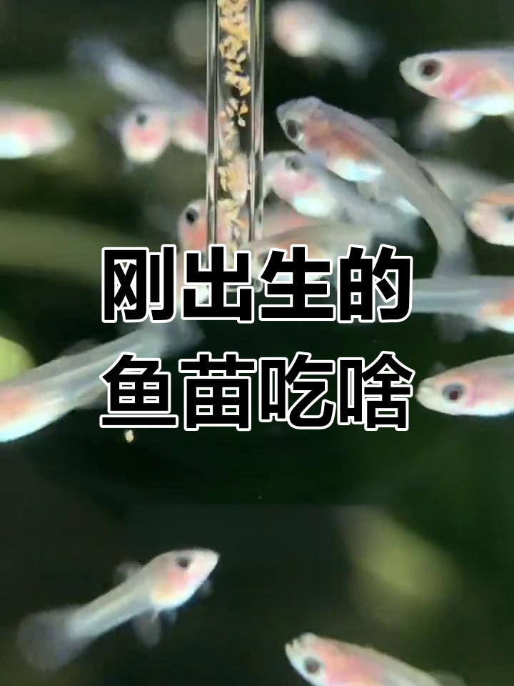 小鱼苗刚出生,吃什么最合适?丰年虾是最佳选择