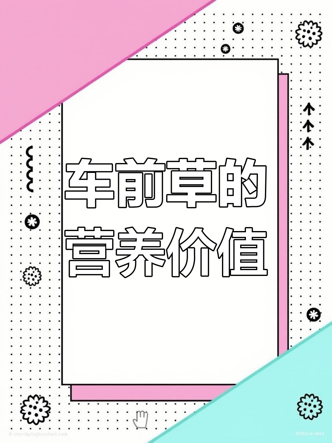 车前草,农村常见野菜,营养丰富可食用