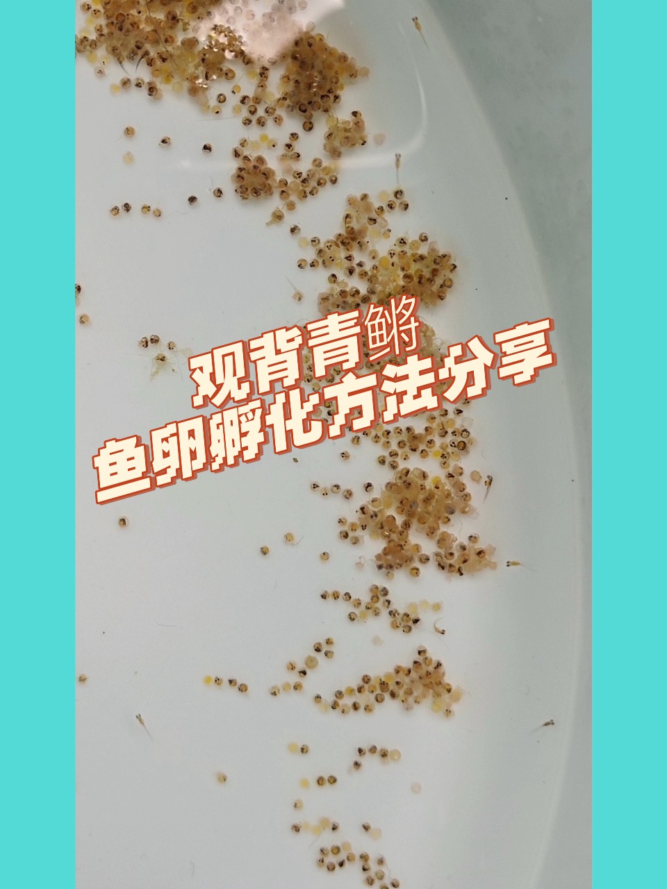 观背青鳉鱼卵孵化,及其注意事项!